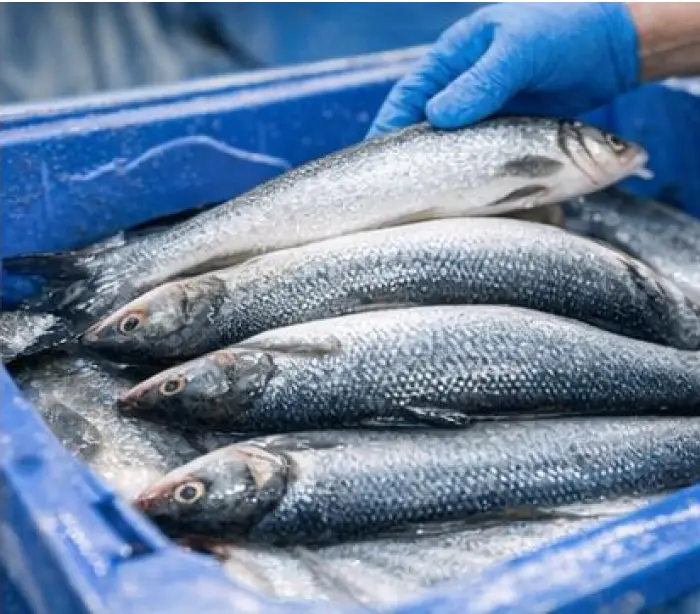Fresh fish in a blue container held by a gloved worker